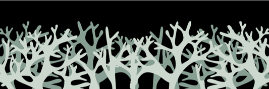 Black & white seaweed chondrus crispus branches