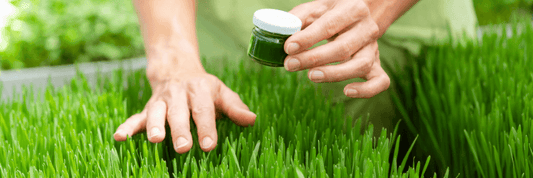 Human hand touching the top of growing wheatgrass blades
