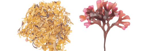 gold genus gracilaria vs purple chondrus crispus