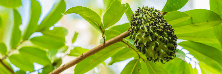 Graviola tree with single hanging fruit