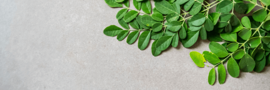 Moringa oleifera leaves isolated on dark background