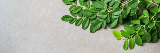 Moringa oleifera leaves isolated on dark background