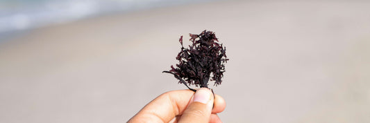 Rocky ocean shoreline with sea moss growing on rocks