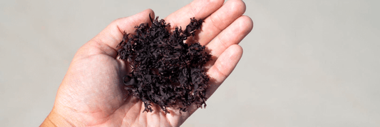 Clump of raw purple sea moss in person's hand over white background
