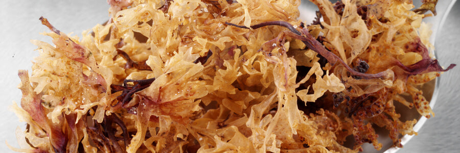 Real Vs. Fake Sea Moss: How To Tell The Difference – Super Sea Moss