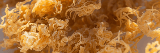 Golden Dried Wildcrafted Irish Sea Moss