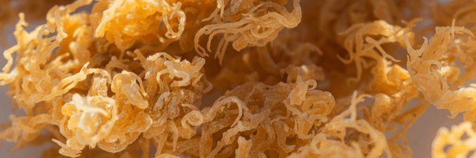 What Is Wildcrafted Sea Moss?