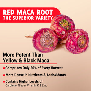 Organic Red Maca Root Capsules 120ct — MAJU Gelatinized - Thumbnail 3