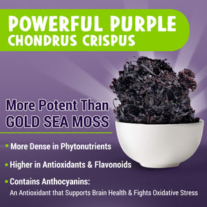 Sea Moss Capsules 60ct — MAJU Purple Chondrus Crispus, Wildcrafted - Thumbnail 2